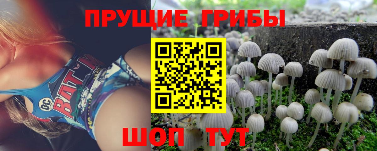 Псилоцибиновые грибы Psilocybine cubensis Белая Калитва
